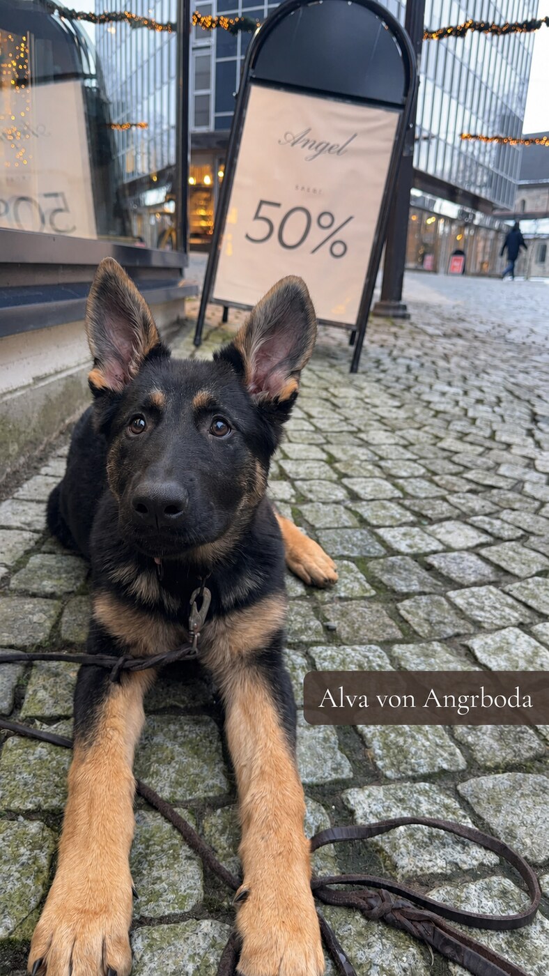 Alva-von-Angrboda-web